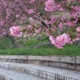 늘푸른전당 겹벚꽃 : 4월 가볼만한 곳 겹벚꽃 명소
