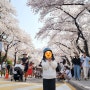 과천) 벚꽃축제와 경마를 함께 즐길 수 있는 곳 _ 렛츠런파크 서울