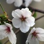 대전 근교, 봄이면 꼭 봐야 하는 계룡산 벚꽃축제 - 활짝 핀 주말 사진