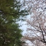 만개한 벚꽃명소 일산호수공원 벚꽃비 내리는 곳