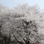 나름의 벚꽃놀이(연희숲속쉼터/안산벚꽃길/튤립축제) & 홍제천카페 titch