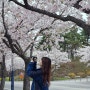 2024 영광 한수원 사택 벚꽃 축제