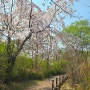 고양생태공원 봄꽃구경 고양시 벚꽃놀이 아직 늦지않았어요