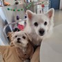 [화성/동탄] 동탄애견동반카페 플랜피 강아지용메뉴가 있는 카페