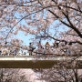 서울숲 벚꽃 주말 산책 성수동데이트코스 놀거리 가볼만한곳
