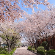 서울 벚꽃명소에서 벚꽃엔딩 “정독도서관”
