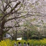 제주도 유채꽃 벚꽃 명소, 서귀포 웃물교에서 벚꽃 엔딩