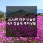 2024 대구 비슬산 진달래(4/9일 기준)참꽃 군락지 개화상황