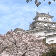일본 간사이 여행 프롤로그 벚꽃에 미친 사람