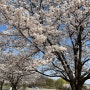 봄꽃 벚꽃 명소 추천 (난지한강공원, 낙산공원)