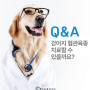 강아지 혈관육종 치료할 수 있을까요?