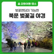 [북문 벚꽃길 야경] 벚꽃엔딩이 가능한 강화도 벚꽃축제