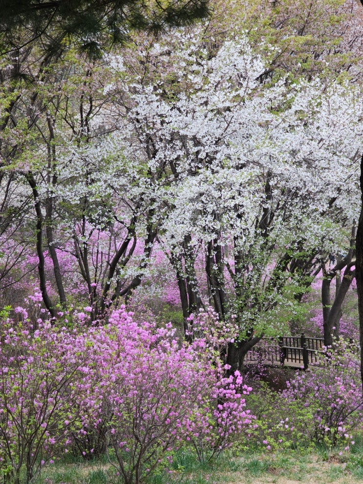 부천 원미산 진달래 동산