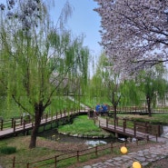 인천 부평구청역 근처 굴포천 벚꽃구경