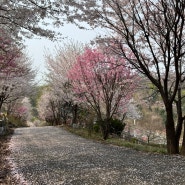 광주 상림수목원 한적한 벚꽃 진달래 명소 아이랑 가볼만한 곳