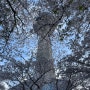 [대구] 벚꽃구경 다녀왔따리(이월드, 송림수변공원, 삼정산오리마을)