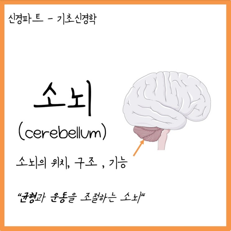 [뇌] 소뇌 (Cerebellum)는 어떤 역할을 하는가? : 네이버 블로그