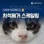 양산 신기동 동물병원 고양이 치석제거 발치 수술 후기