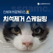 양산 신기동 동물병원 고양이 치석제거 발치 수술 후기