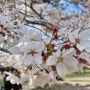 경주 벚꽃명소 불국사 벚꽃나들이 봄에 가볼만한곳 꽃놀이