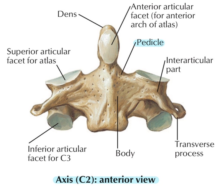 Pedicle 고리뿌리 / 척추궁의 척추경 : 네이버 블로그