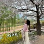 서울 근교 드라이브 :: 의정부 벚꽃 명소 호원 벚꽃길