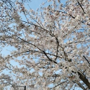 동탄 노작공원 벚꽃 나들이(4월 7일 개화 상태)