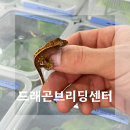 천안 파충류샵 드래곤브리딩센터 도마뱀 분양 (도마뱀 사진 많음♥)