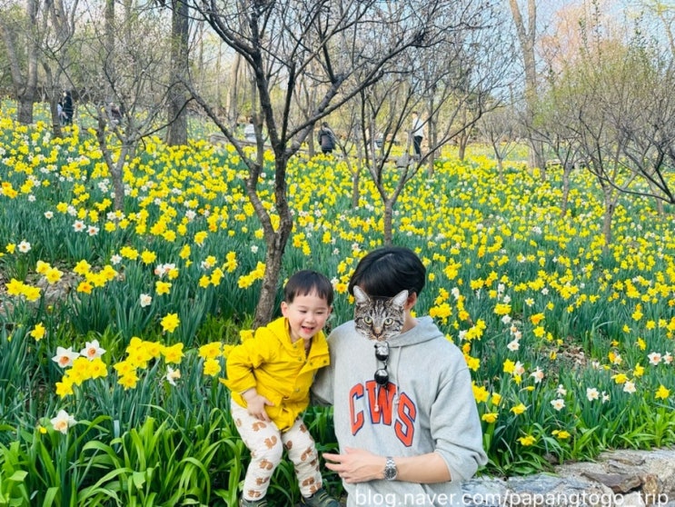 화담숲 봄 수선화 축제 벚꽃구경 곤지암리조트 주변 맛집