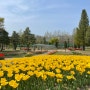 [대전 여행]대전 소제동 벚꽃/대청댐 오백리길 벚꽃 (낮/밤)/동학사 벚꽃/유림공원 튤립