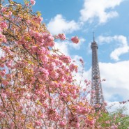 💌 파리에서 날아온 현지 벚꽃 정보 | 4월 파리 날씨, 파리 겹벚꽃 구경 스폿 🌸