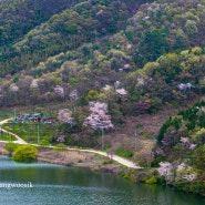영암 입석저수지 남송마을 산벚꽃 풍경