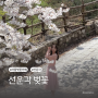 [서울 강북] 선운각 | 서울에서 가장 늦게피는 벚꽃 우이동 한옥카페 (4/12 방문)