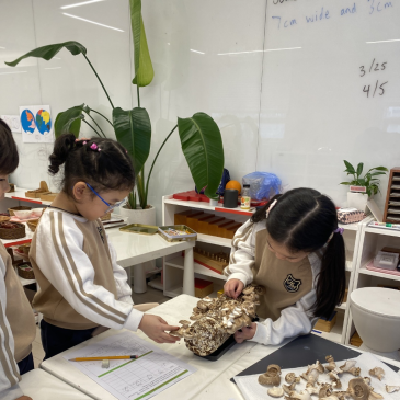 해이몬킨더 Arbor Day - Let's Grow Mushrooms!(식목일 요리활동) RSS 대표 이미지