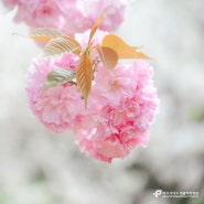 유엔기념공원에 겹벚꽃이 피었습니다.