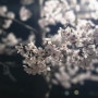 화랑유원지 벚꽃놀이
