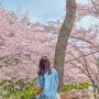 진주 벚꽃 명소 진양호 물박물관 남강댐물문화관 벚꽃길 드라이브