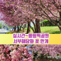 실시간~ 올림픽공원 서울 꽃구경 주말여행 추천 피크닉,서부해당화 만개