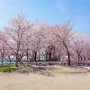 시흥 벚꽃명소 갯골생태공원 실시간 벚꽃 개화