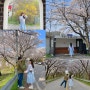 옥천소정리벚꽃길 대전근교벚꽃명소🌸 대전근교드라이브코스로 추천해요
