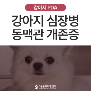 울산 강아지 PDA, 동맥관 개존증, 선천성 심장병 전문 동물병원