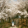우리의사계절_봄 : 맑은 날 벚꽃은 사랑이지 / 필름사진