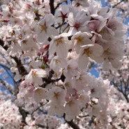 두리 일상 - 4월 군산 은파호수 공원 벚꽃 나들이