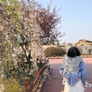 과천 렛츠런파크 경마공원 벚꽃축제 아이랑 갈만한곳