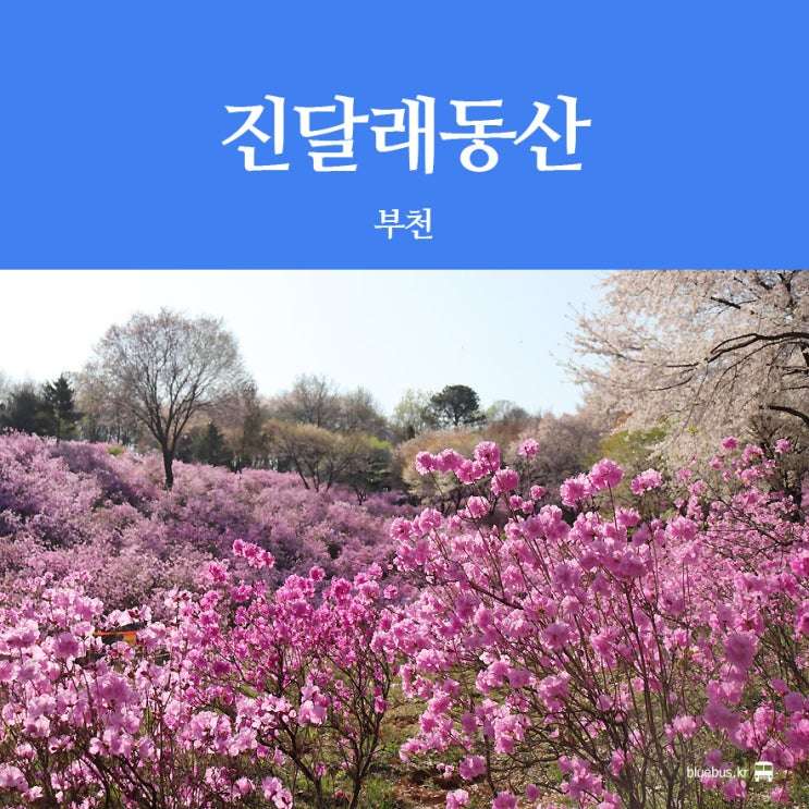 서울 근교 진달래 명소 부천 원미산 진달래동산 : 네이버 블로그