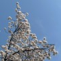 렛츠런파크 벚꽃축제 푸드트럭 QR 결제 방법 (4월 7일 기준)