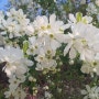 가침박달나무, 하얀 꽃