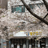 벚꽃이 만개한 성북천 |한성대입구역 화랑 돼지|