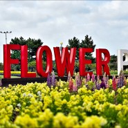 충남 태안 가볼만한곳 안면도 꽃축제 코리아플라워파크 세계튤립꽃박람회 태안여행 추천!