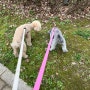 강아지 산책 방법 첫산책 시기 및 시간 강아지 산책 훈련 방법